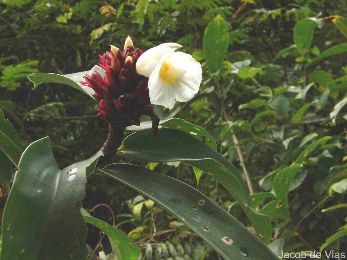 Hellenia speciosa (J.Koenig) S.R.Dutta